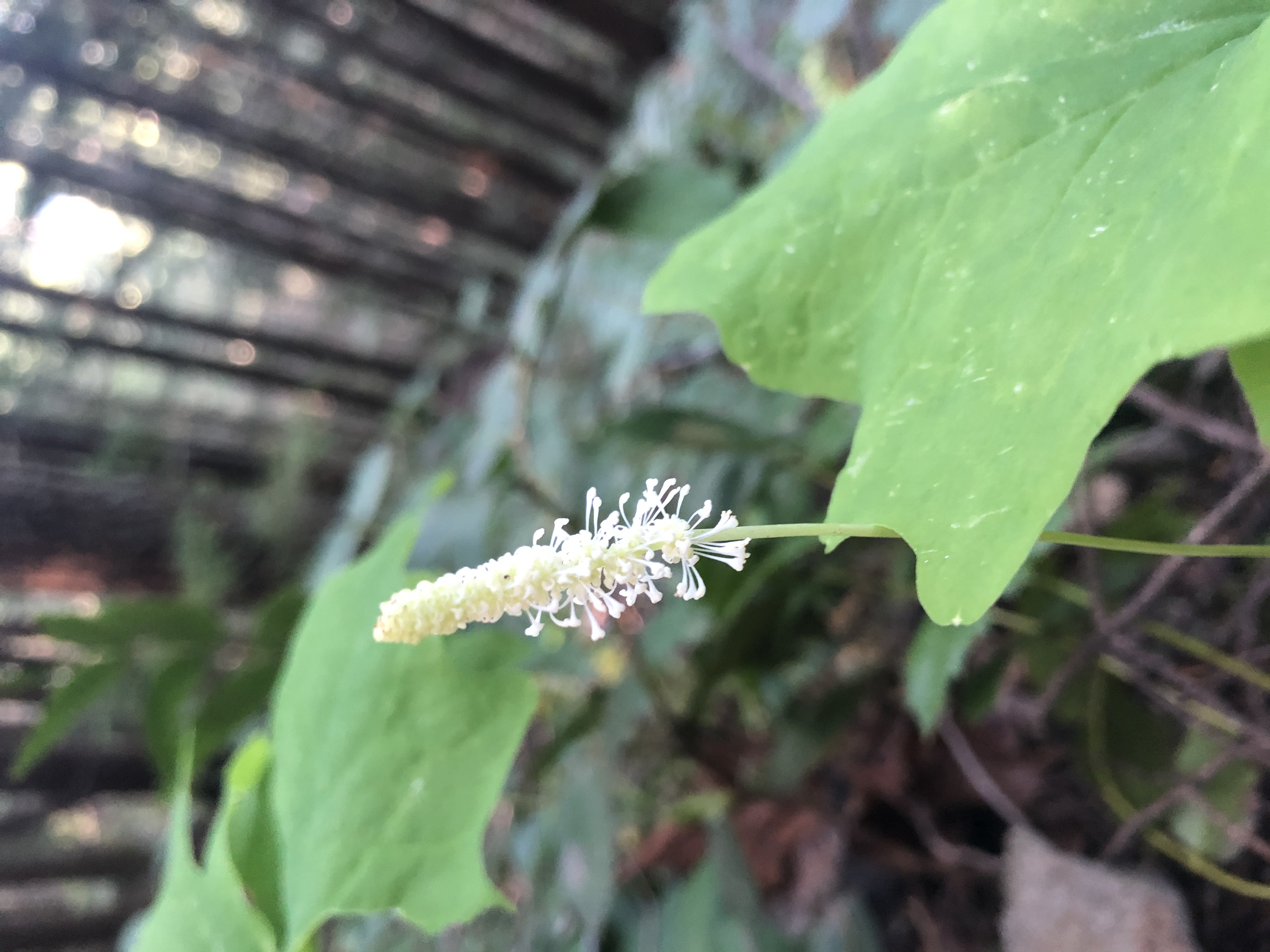 Achlys triphylla inflorescence