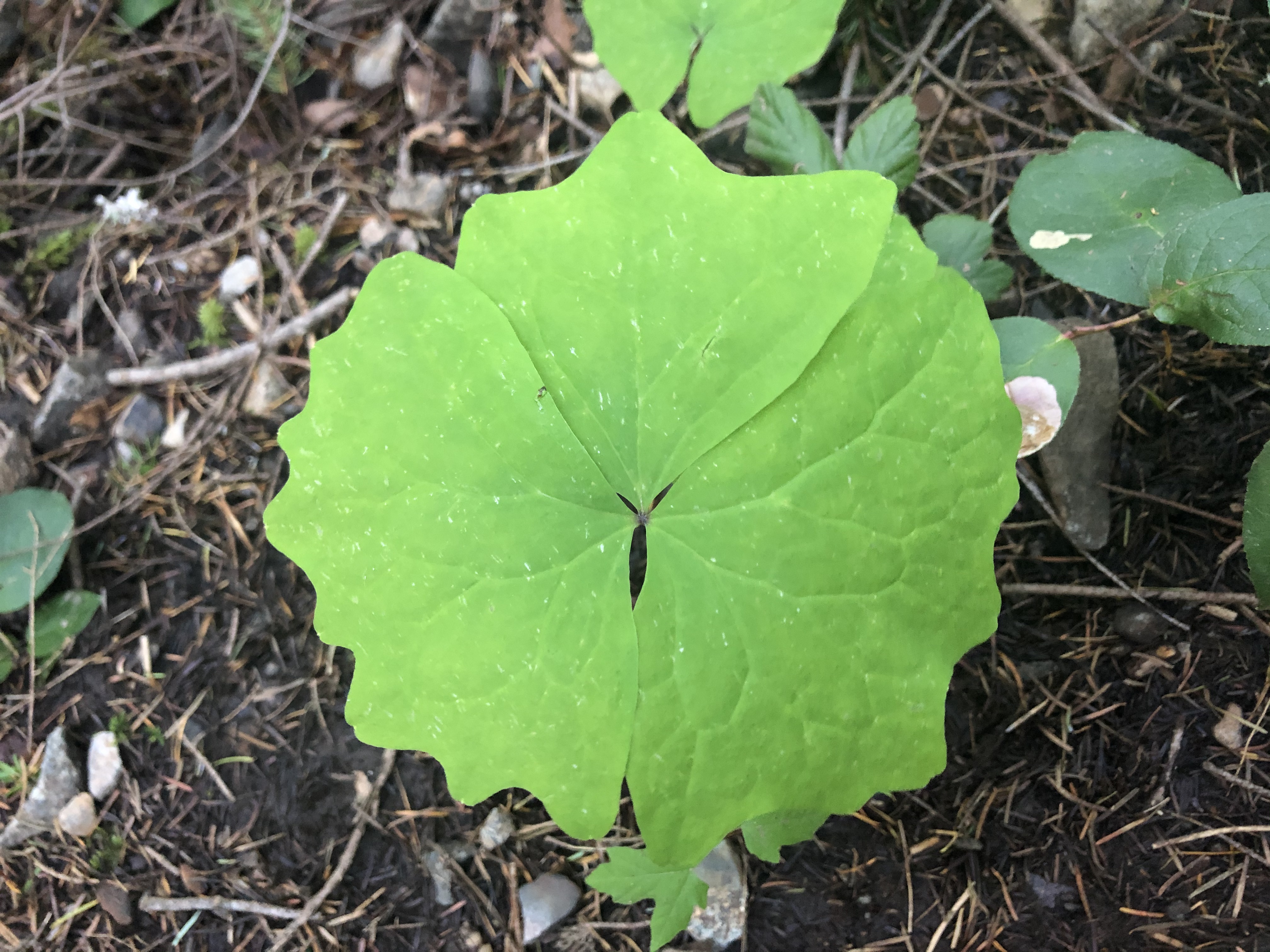 Achlys triphylla top-down view