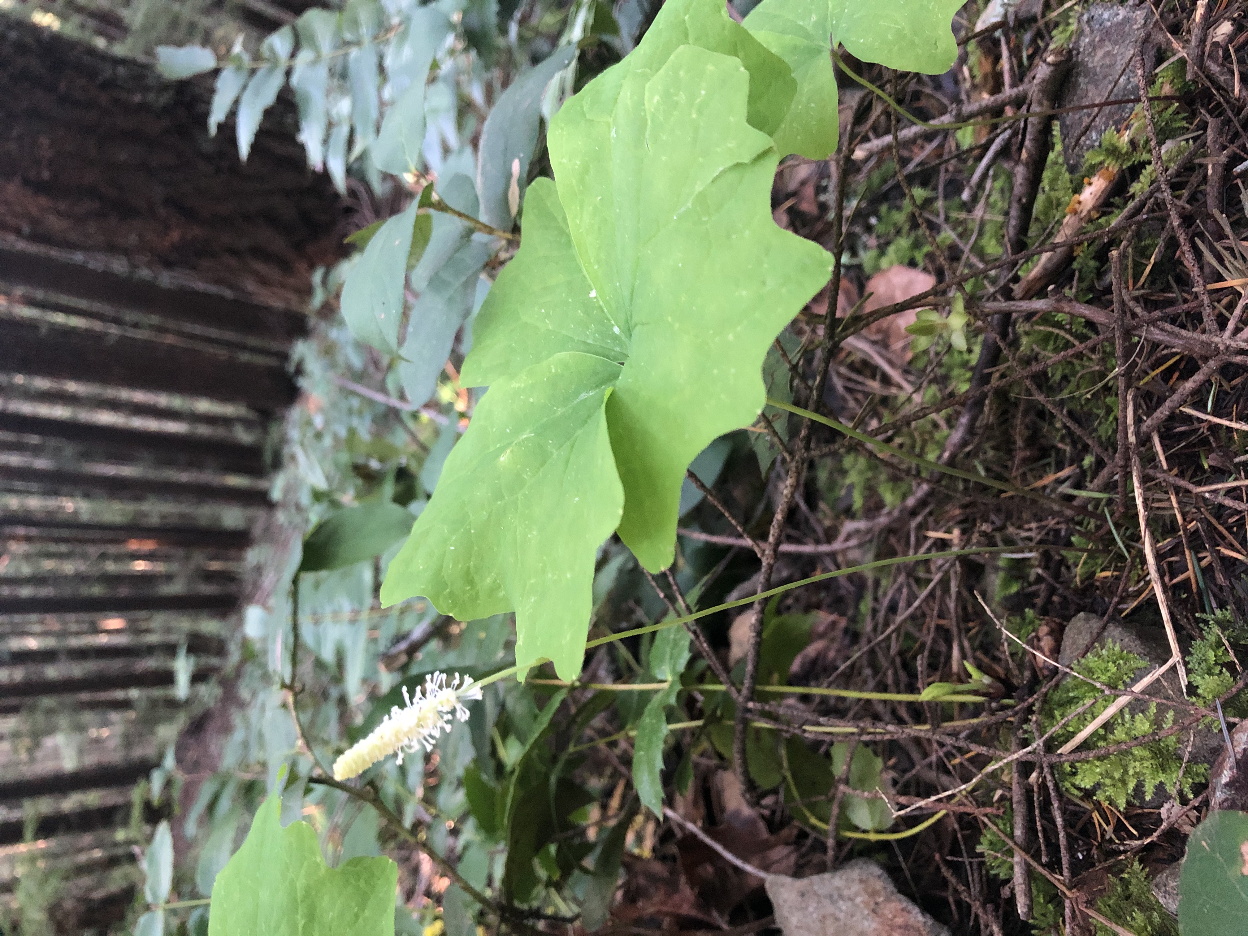 Achlys triphylla