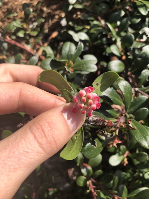 Arctostaphylos uva-ursi inflorescence underside