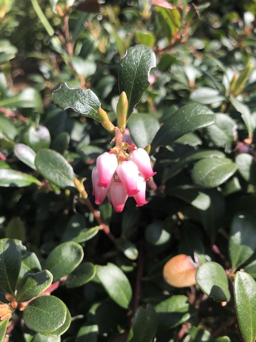 Arctostaphylos uva-ursi inflorescence