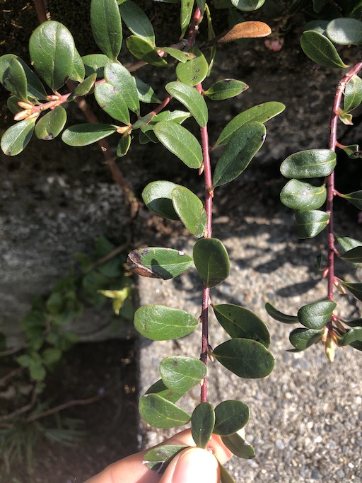 Arctostaphylos uva-ursi leaves