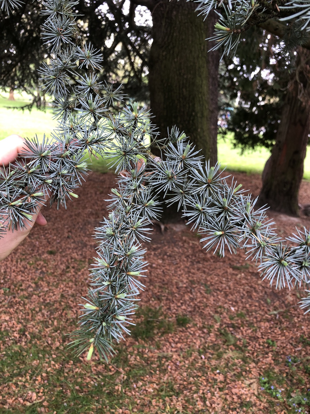 Cedrus atlantica branch