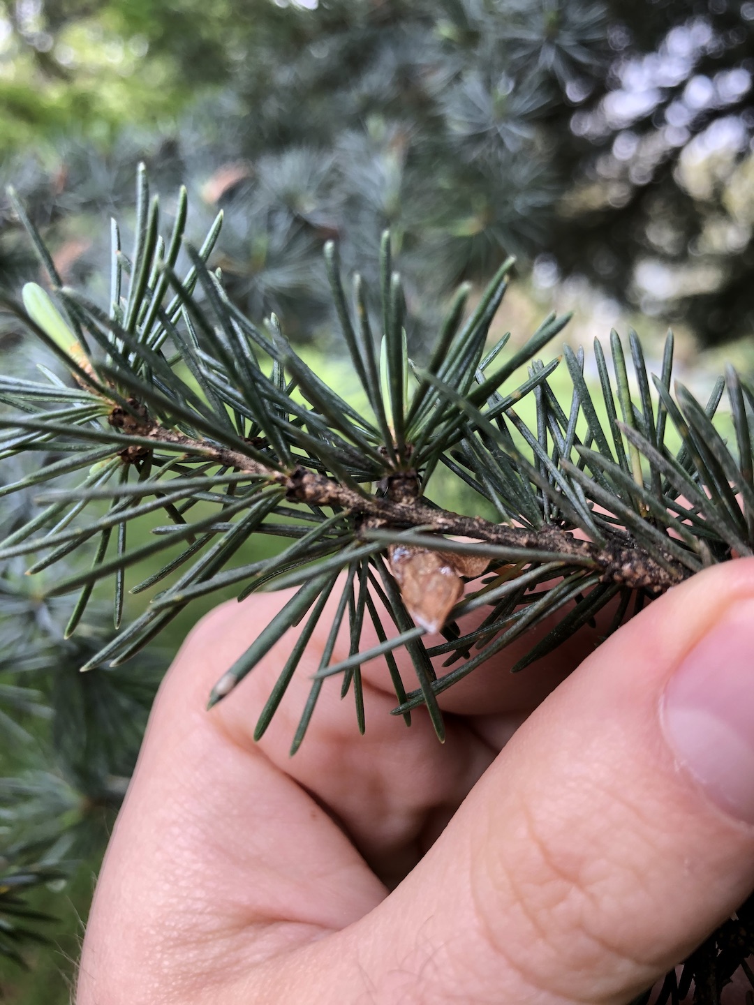 Cedrus atlantica leaves closeup