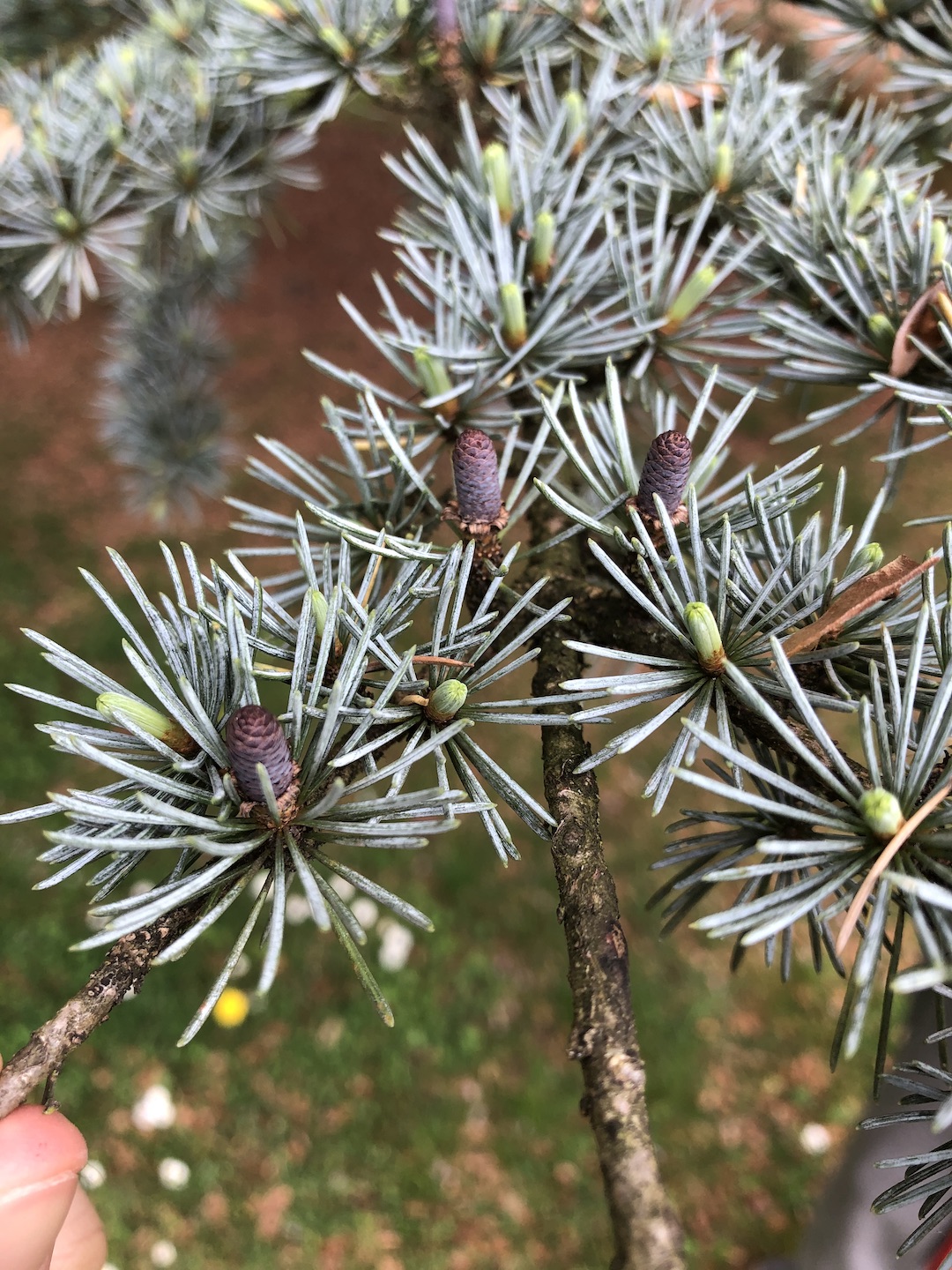 Cedrus atlantica pollen cones