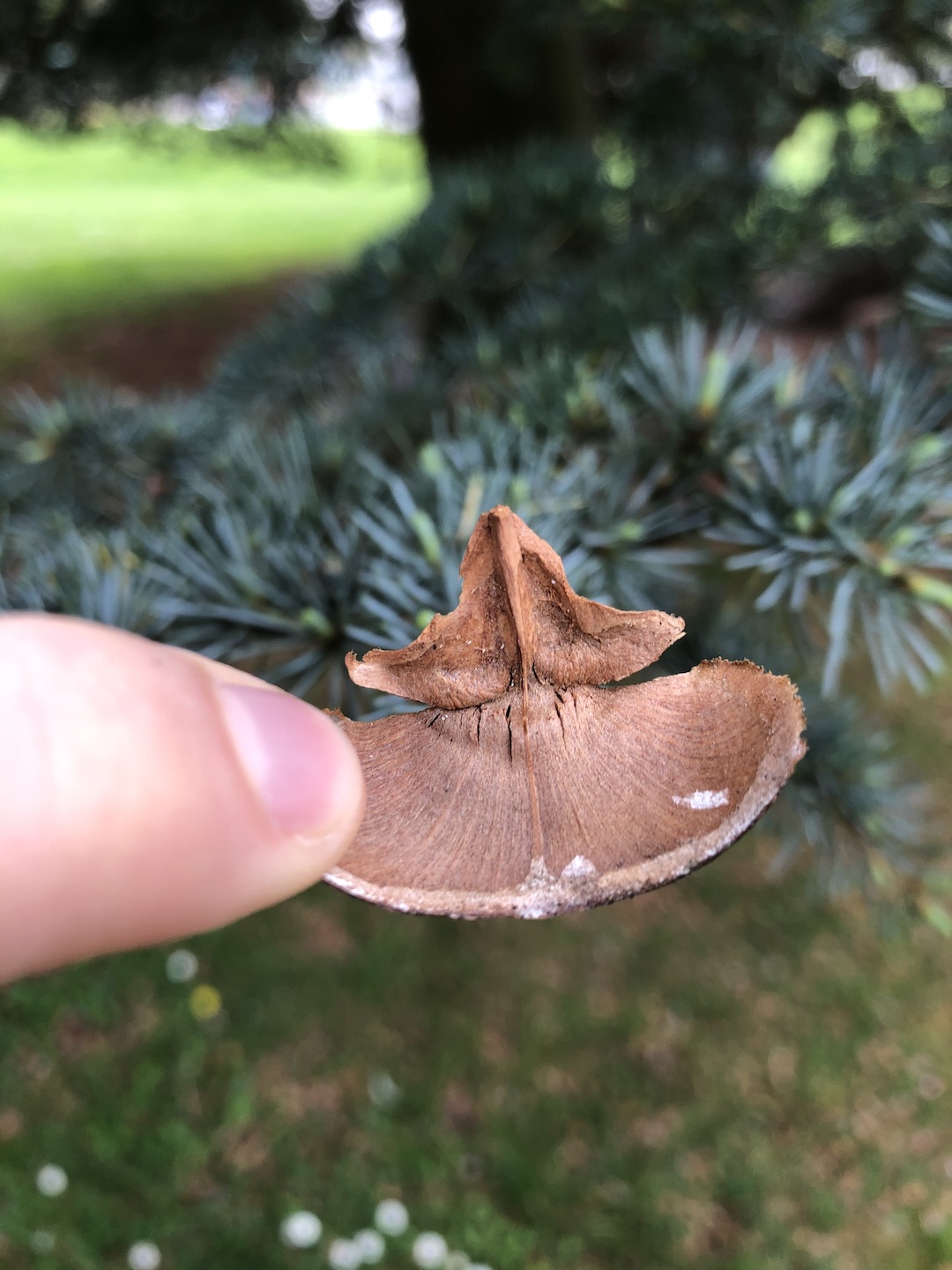 Cedrus atlantica seed cone scale