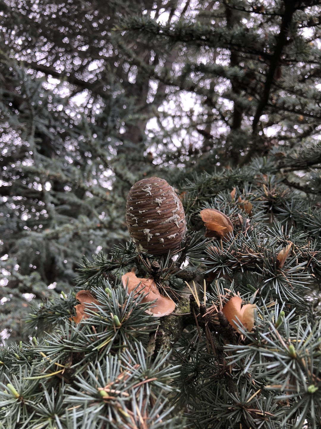 Cedrus atlantica seed cone