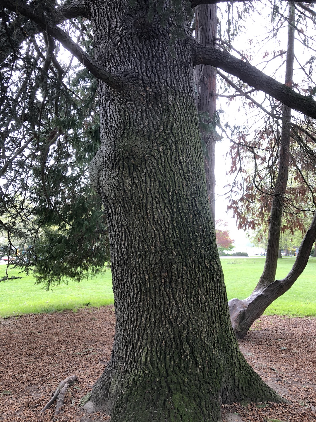 Cedrus atlantica trunk/bark