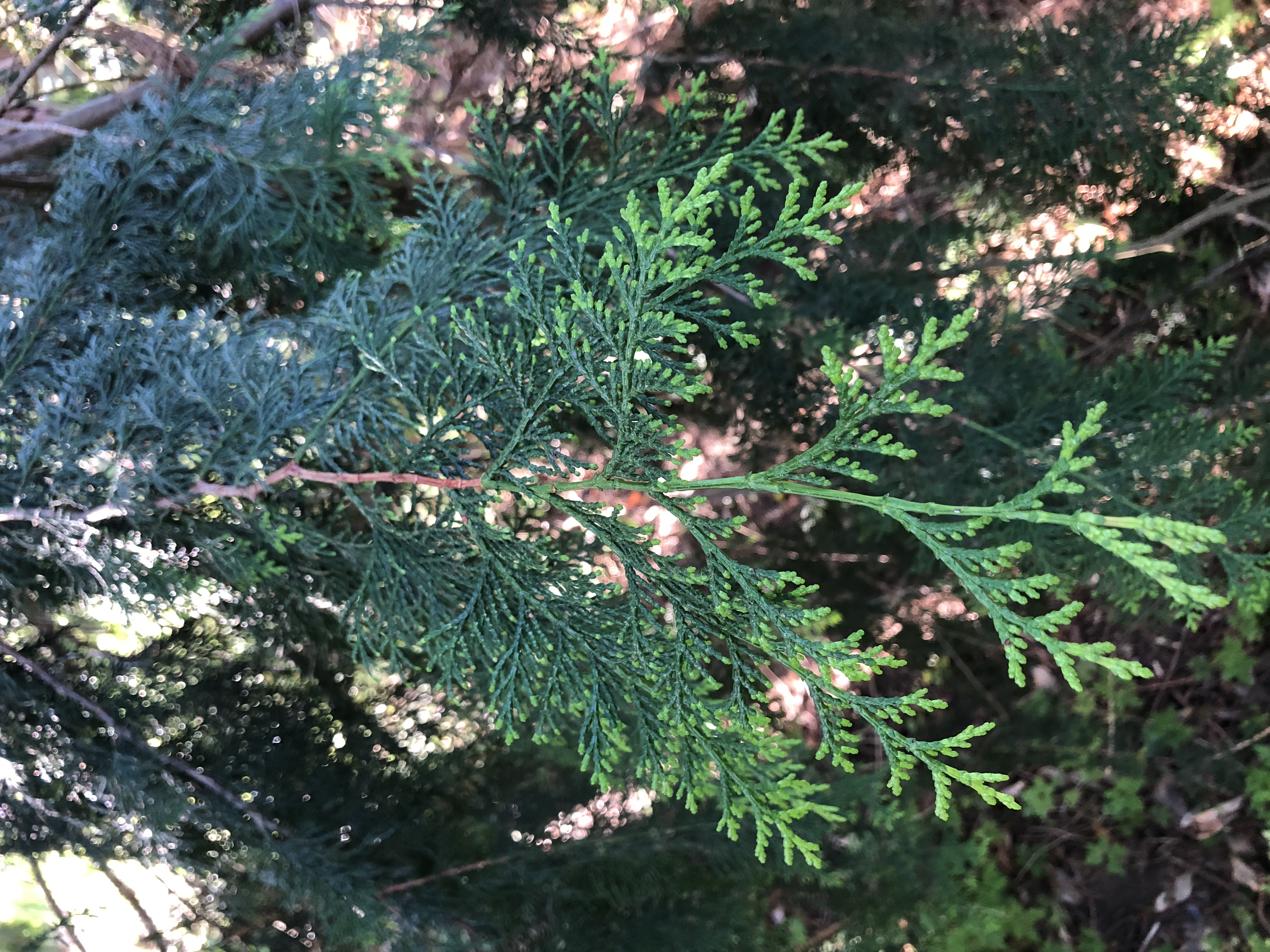 Chamaecyparis obtusa branch