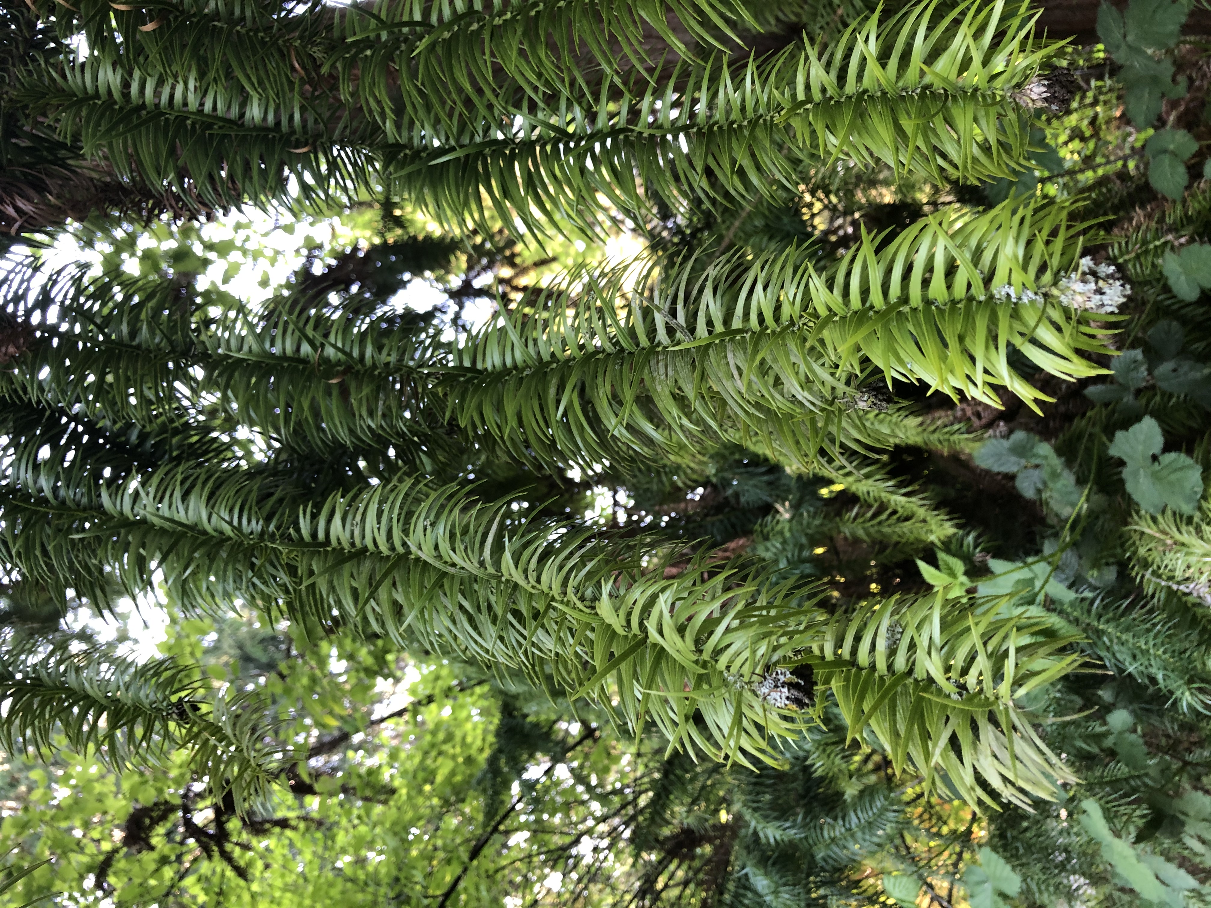 Cunninghamia lanceolata branches