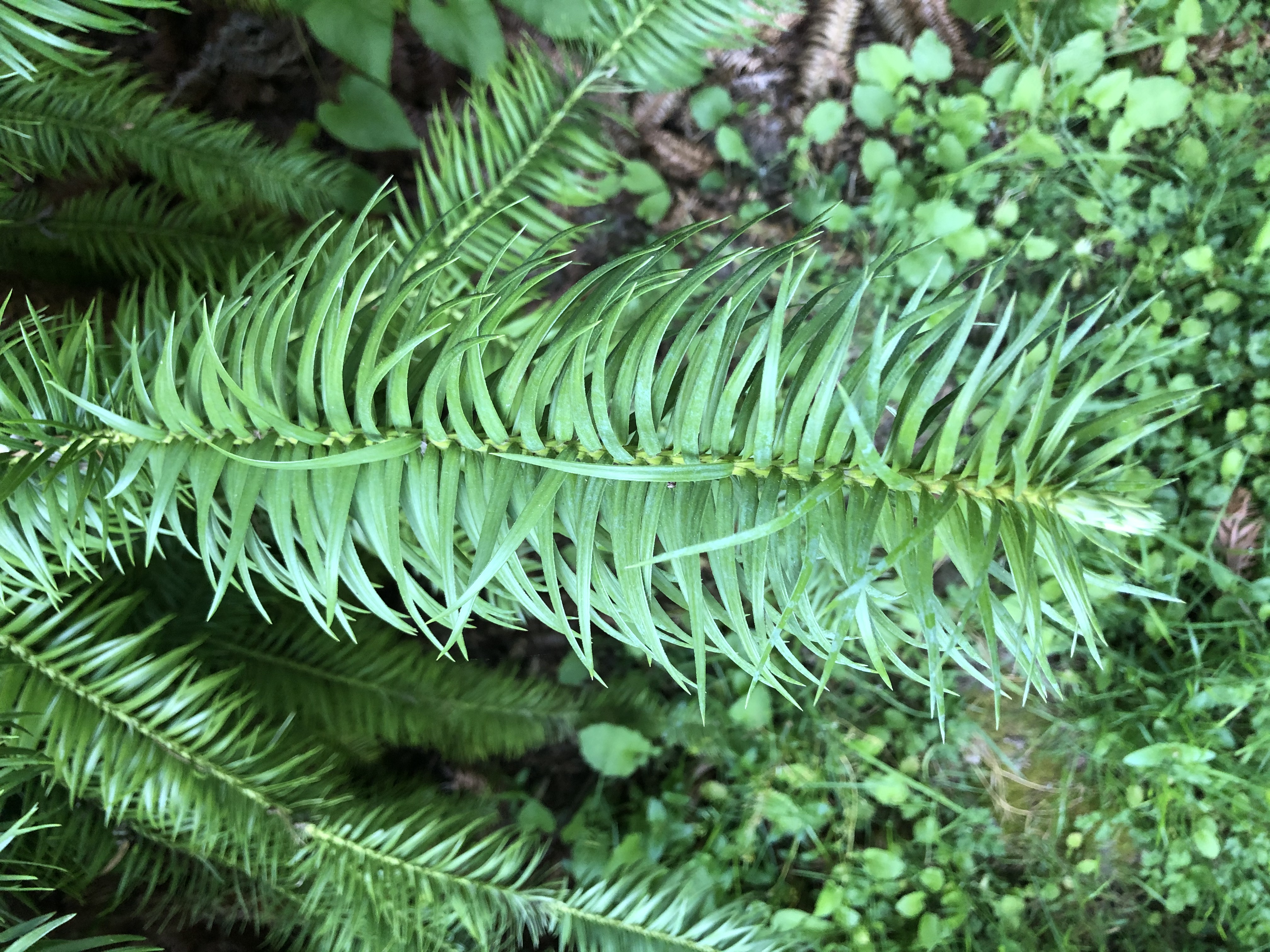 Cunninghamia lanceolata leaves