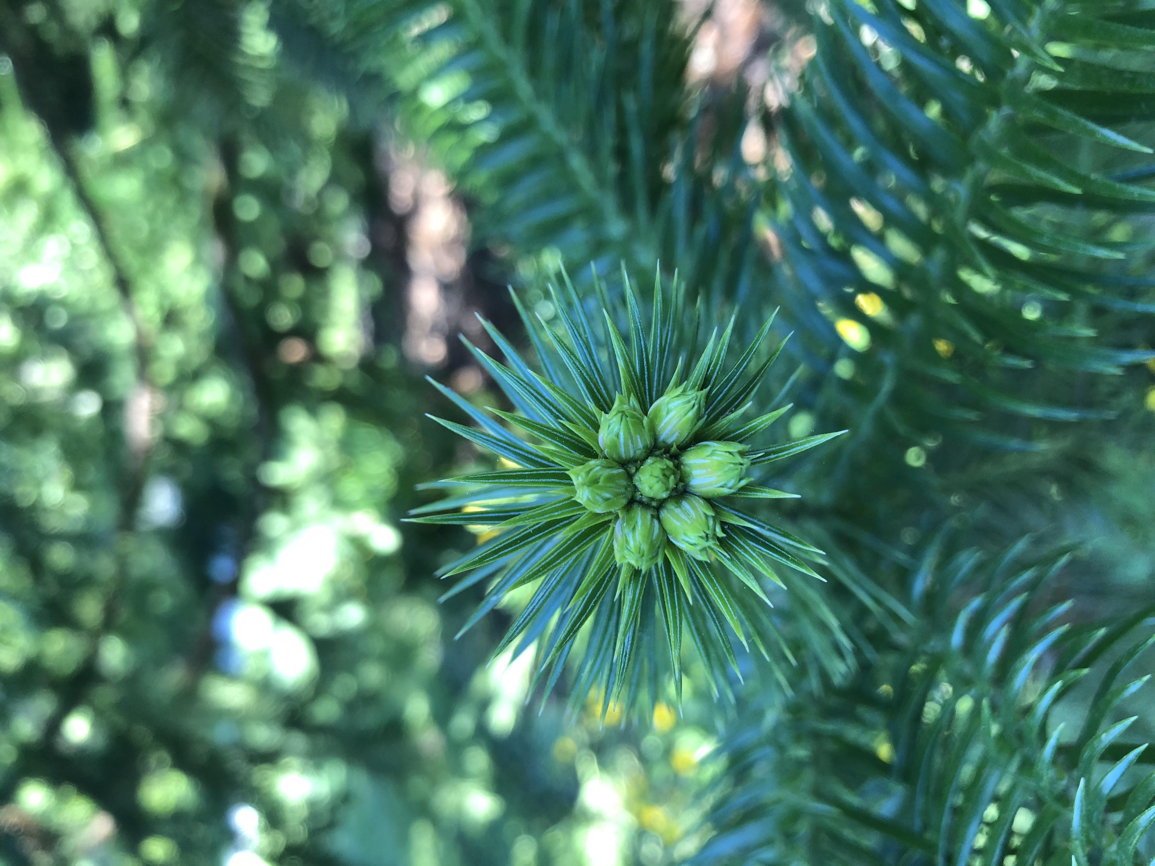 Cunninghamia lanceolata new growth