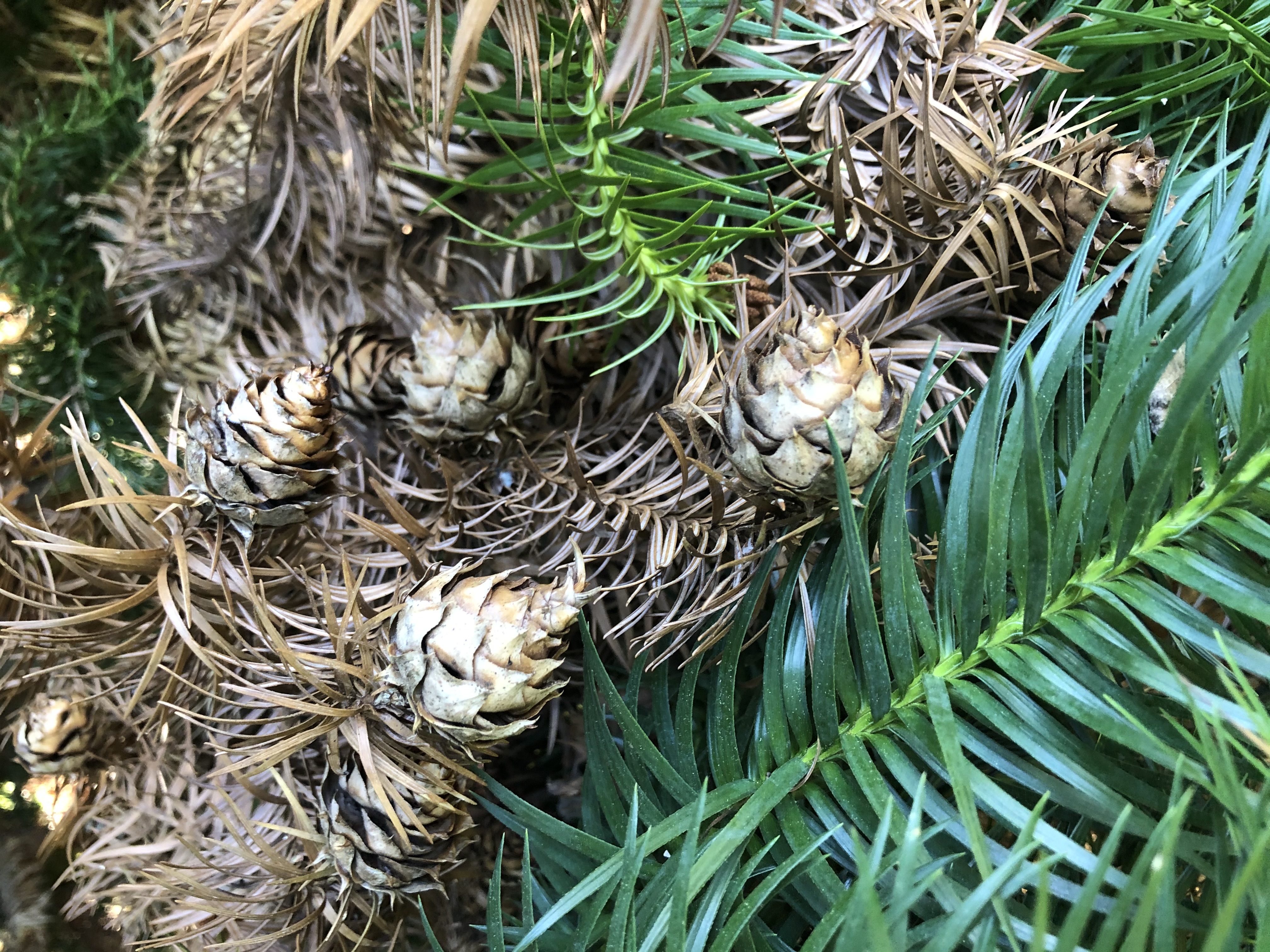 Cunninghamia lanceolata seed cones