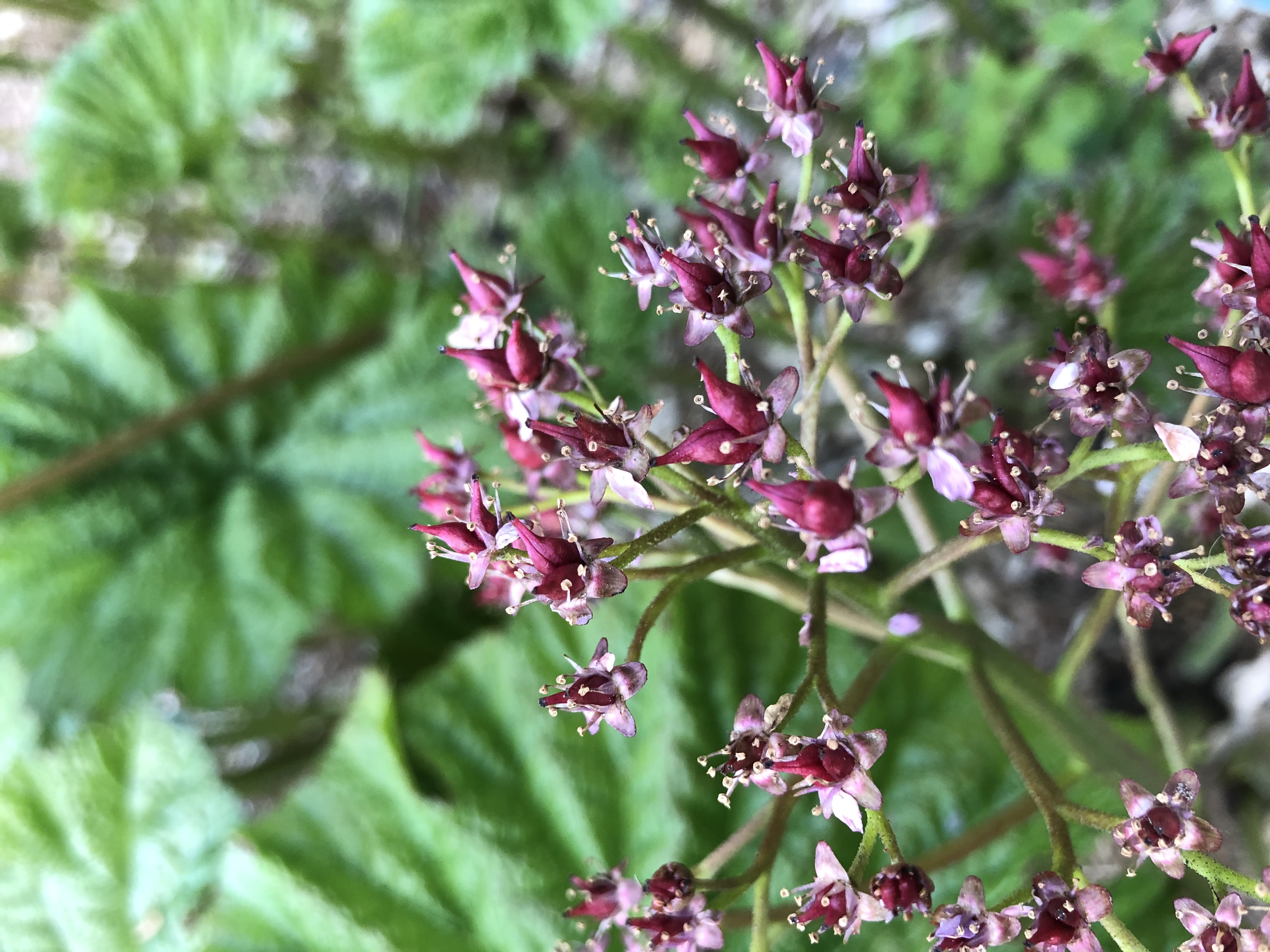 Darmera peltata inflorescence closeup