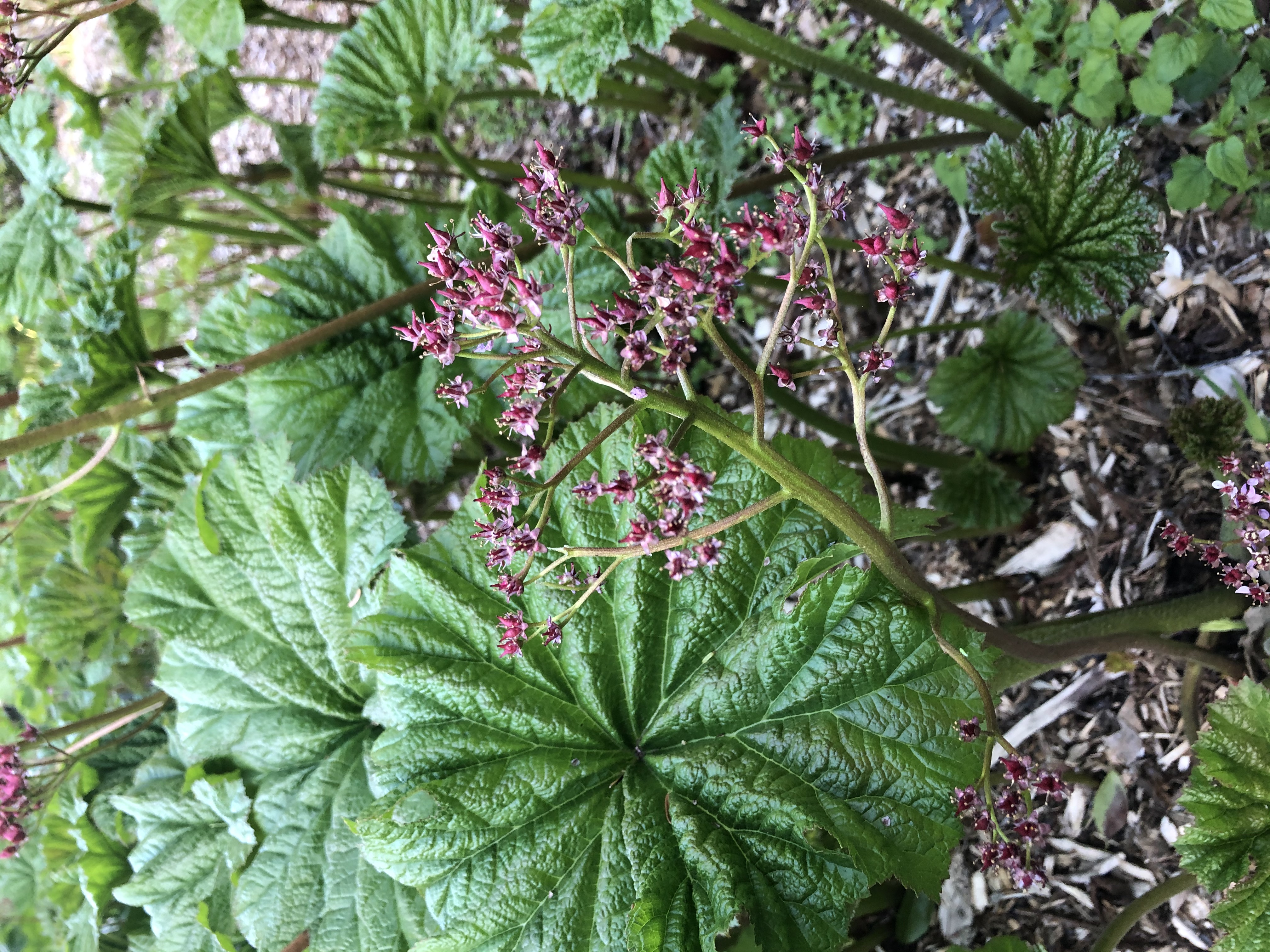 Darmera peltata inflorescence