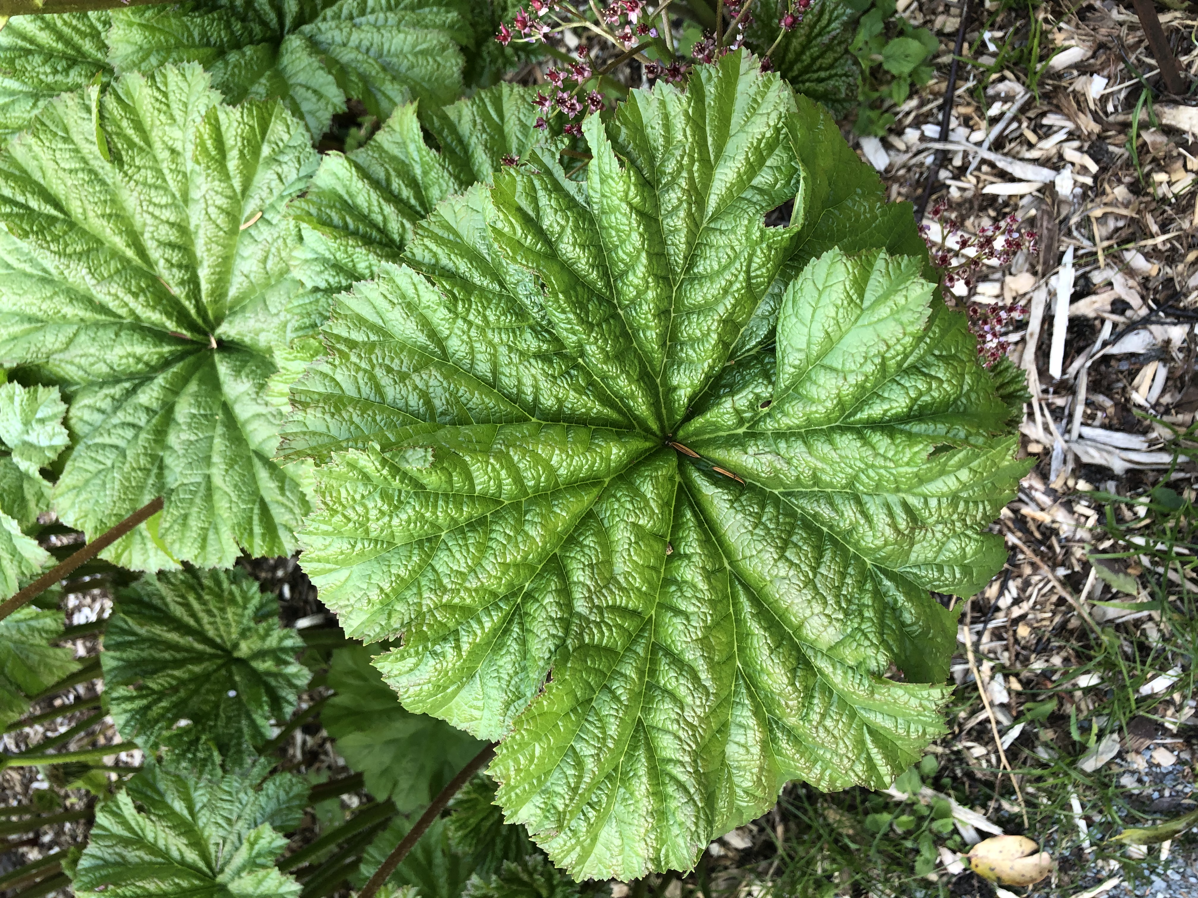 Darmera peltata leaf