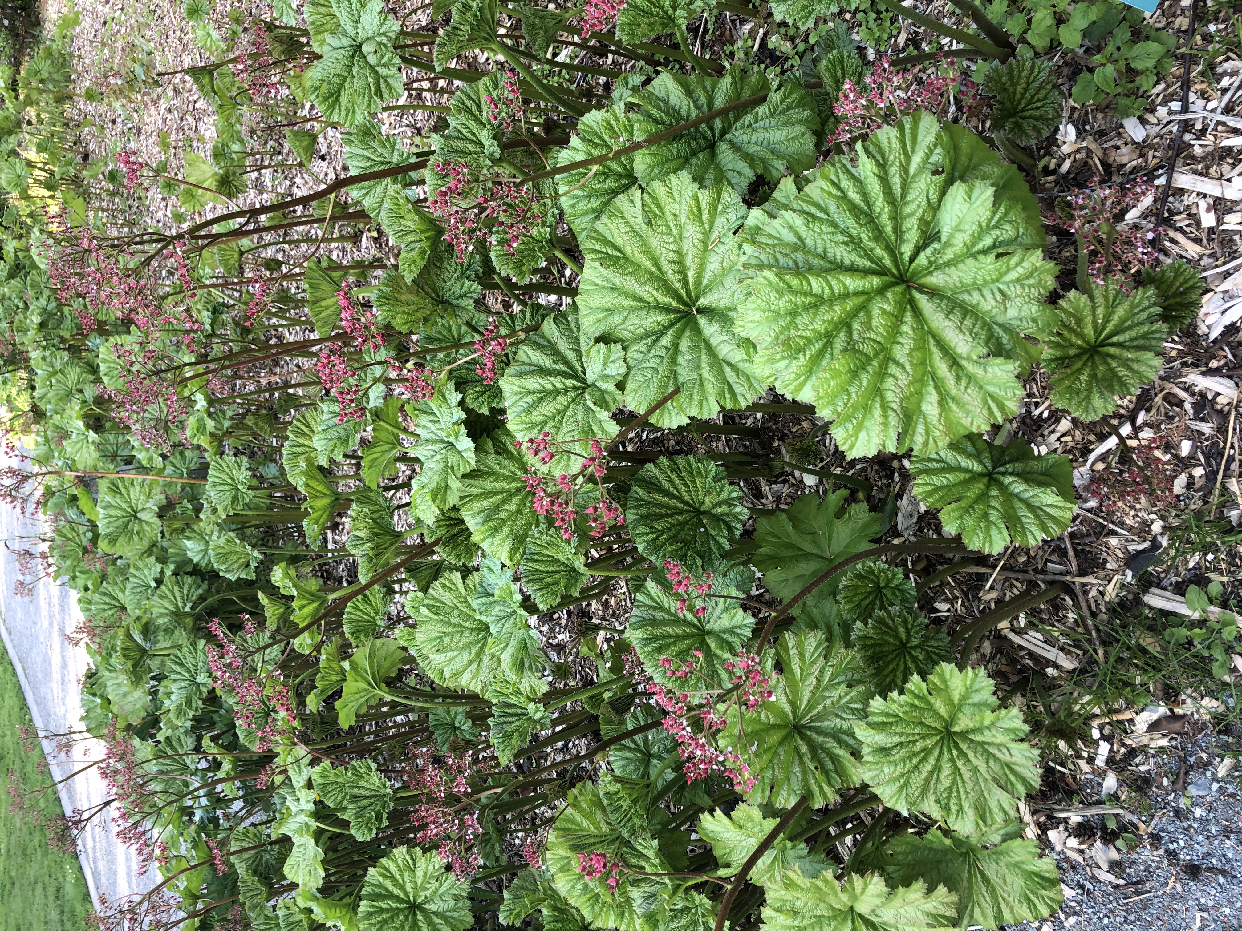 Darmera peltata