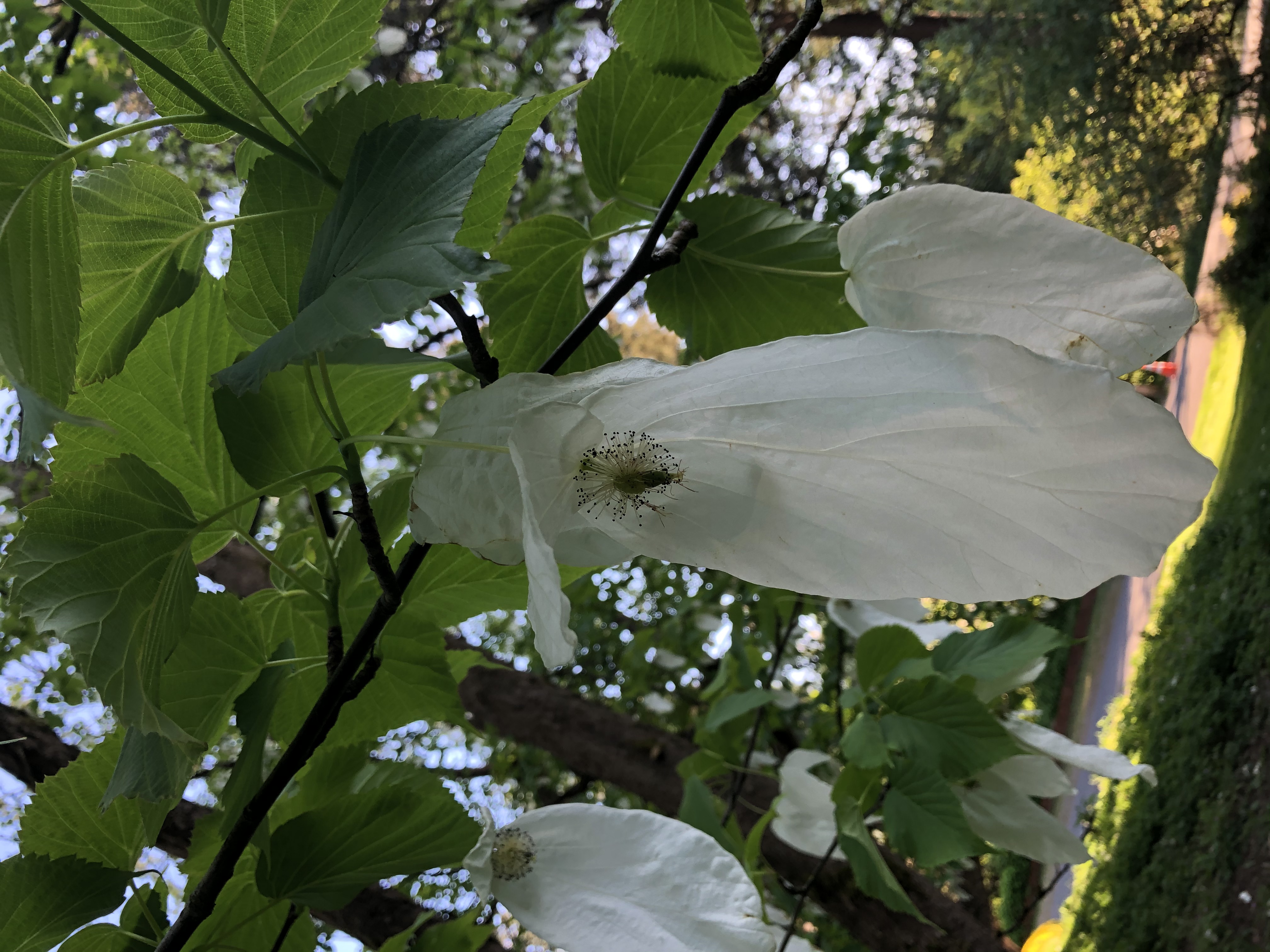 Davidia involucrata flower