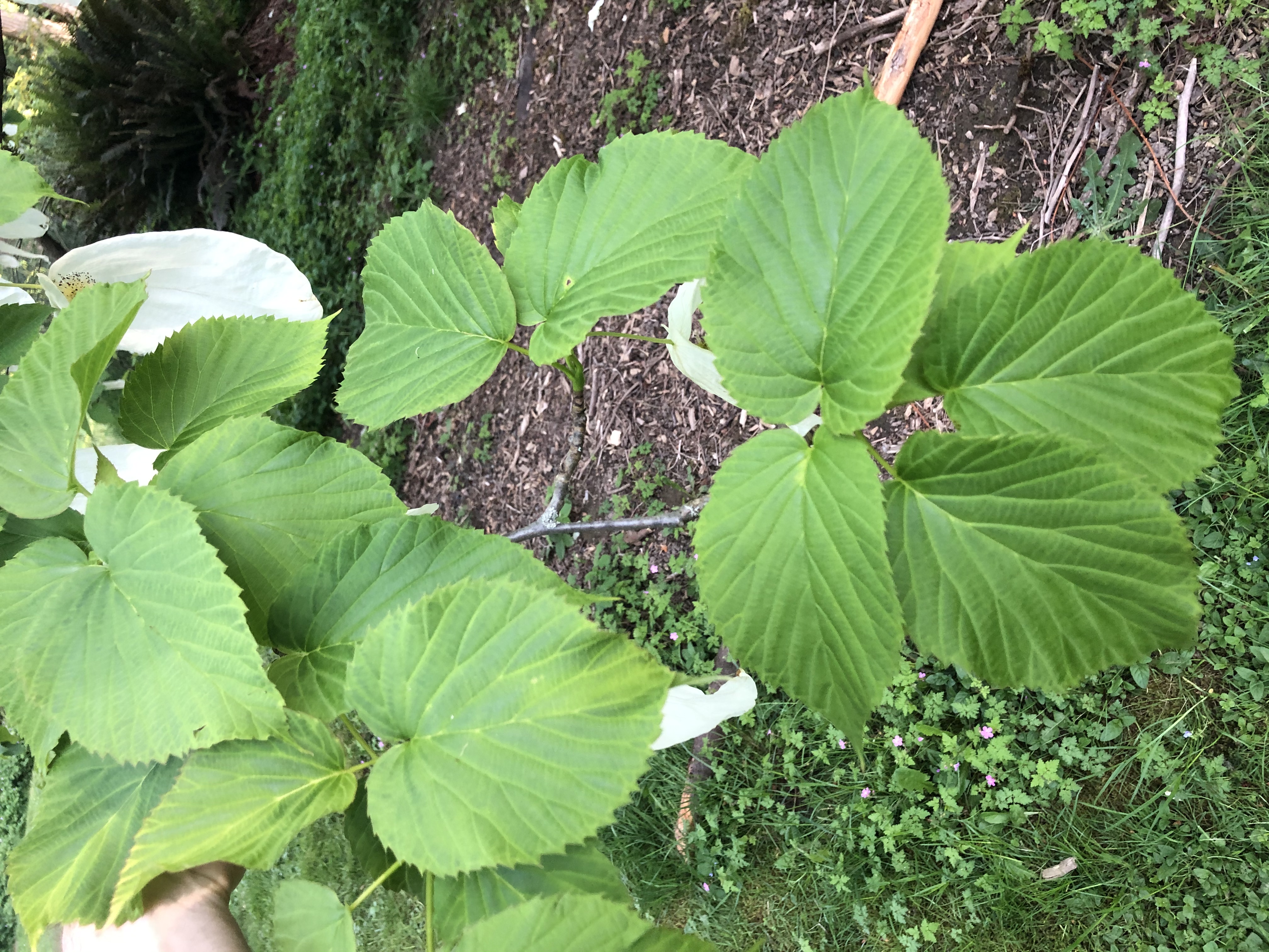 Davidia involucrata leaves