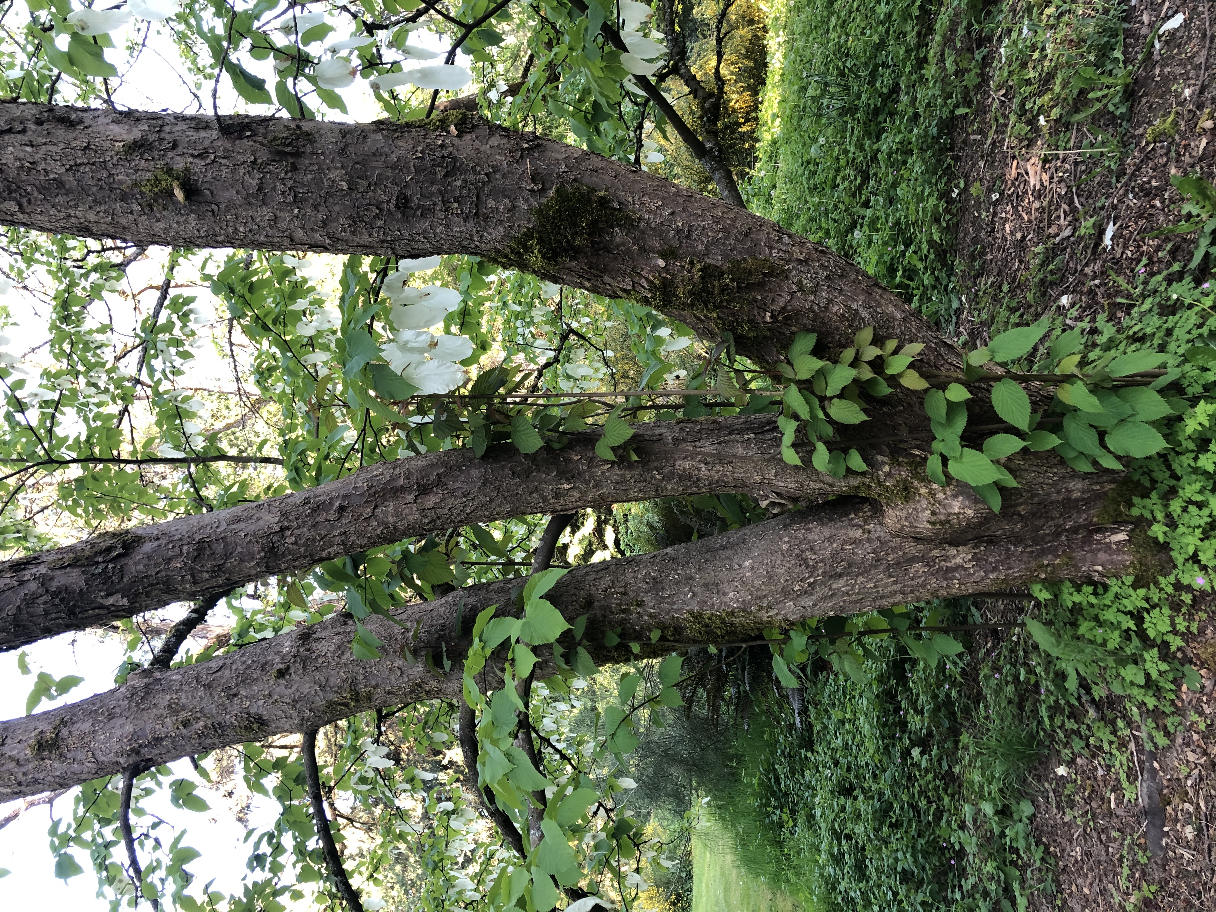 Davidia involucrata trunk