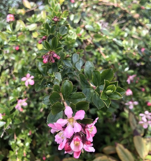 Escallonia rubra leaves & flowers