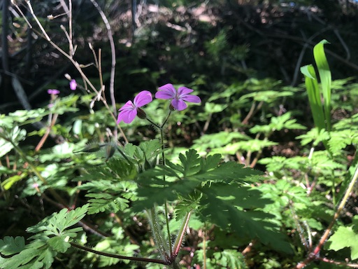 Geranium robertianum pair of flowers