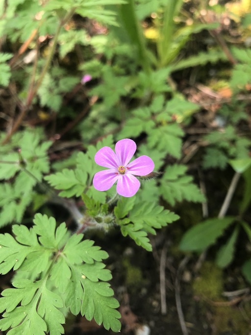 Geranium robertianum flower