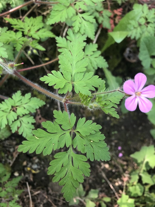 Geranium robertianum leaves