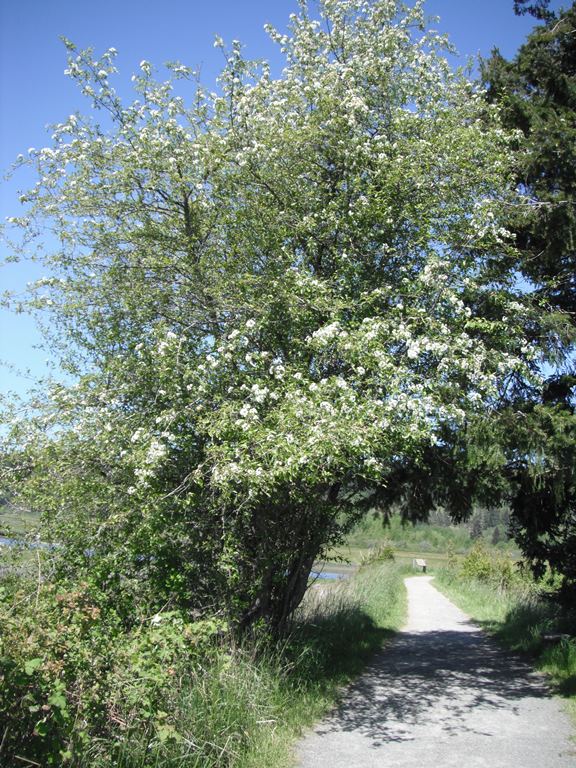 Malus fusca