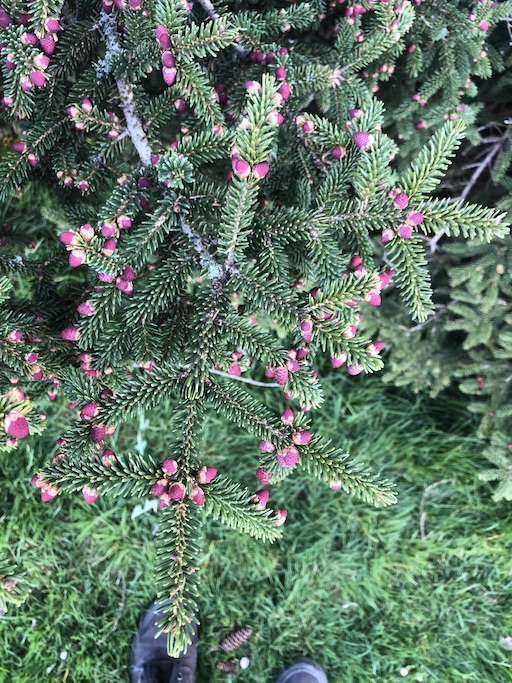 Picea orientalis branches w/ leaves and developing male cones