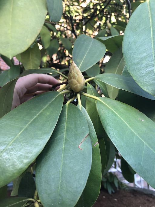 Rhododendron leaves & flower bud