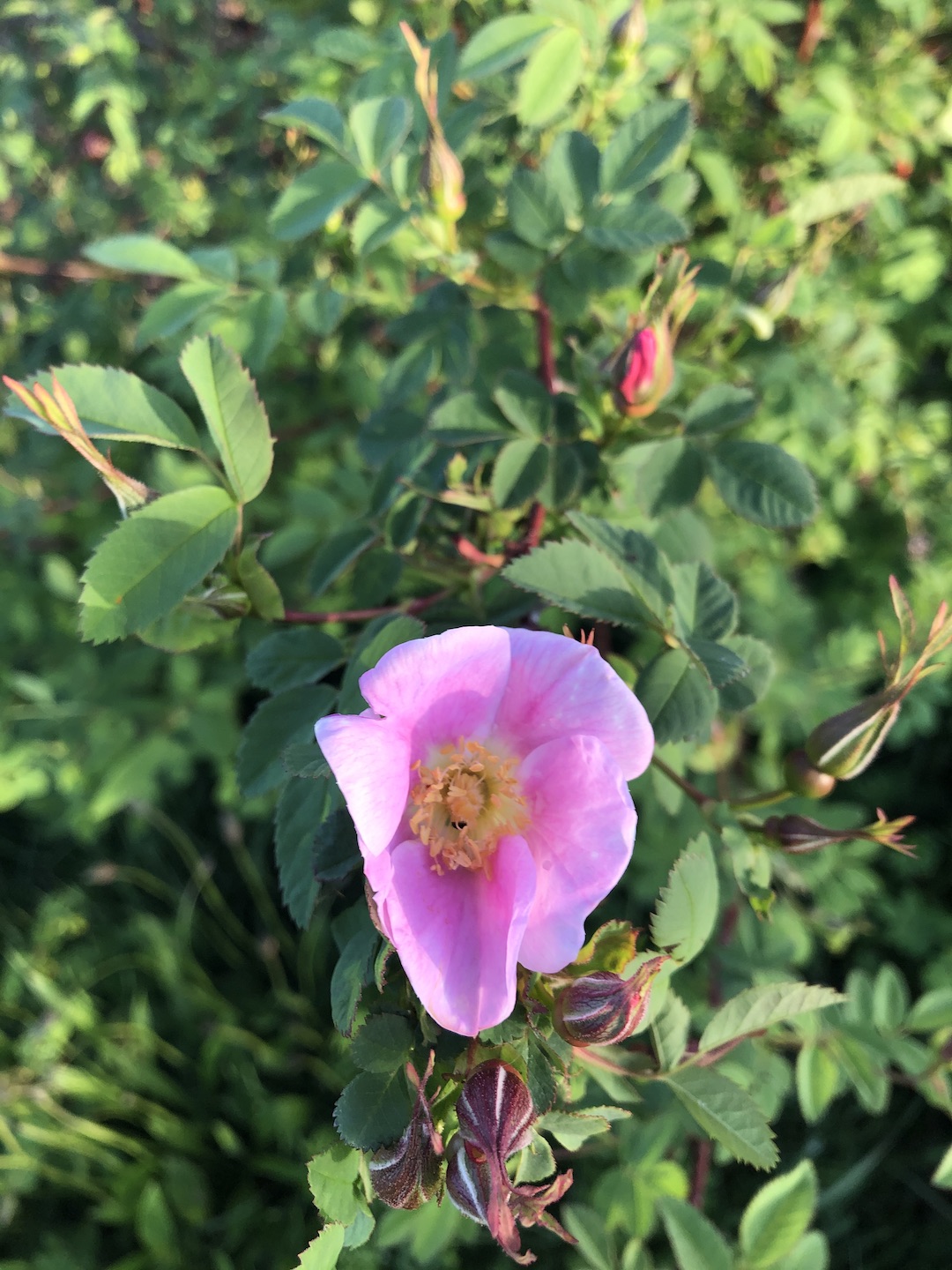 Rosa nutkana flower