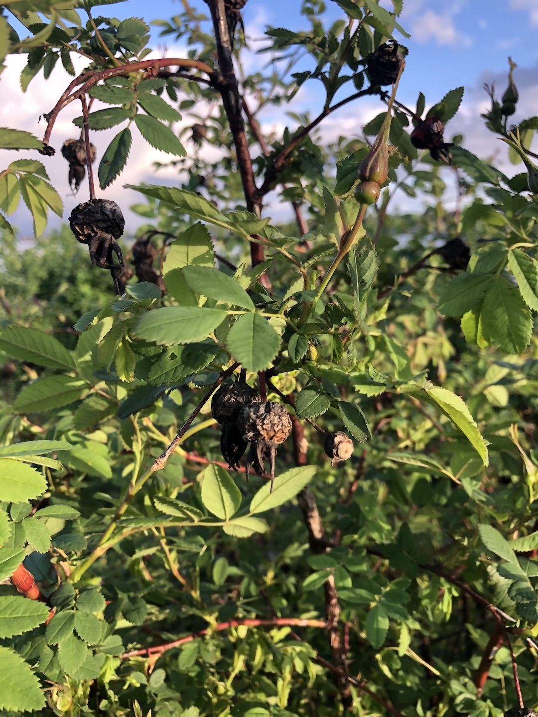 Rosa nutkana dried fruit