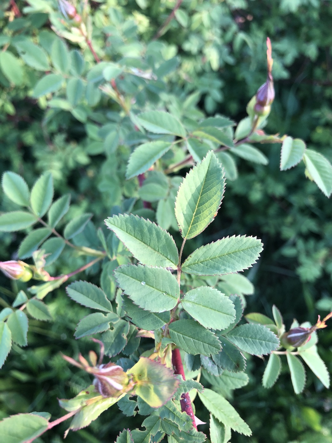 Rosa nutkana leaves