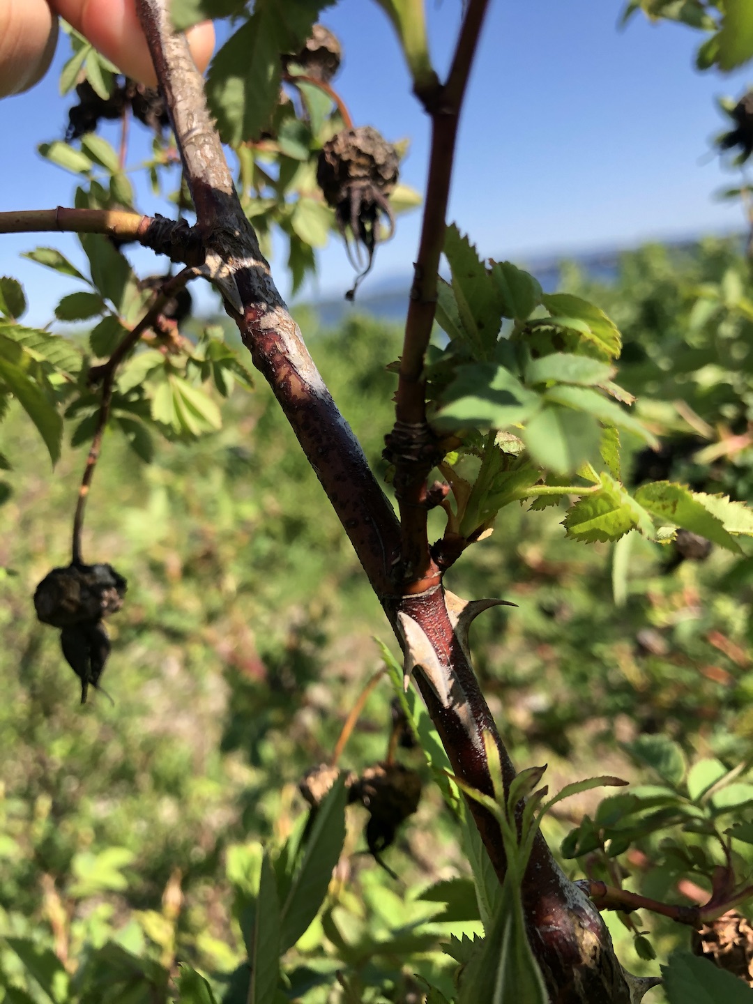 Rosa nutkana thorns