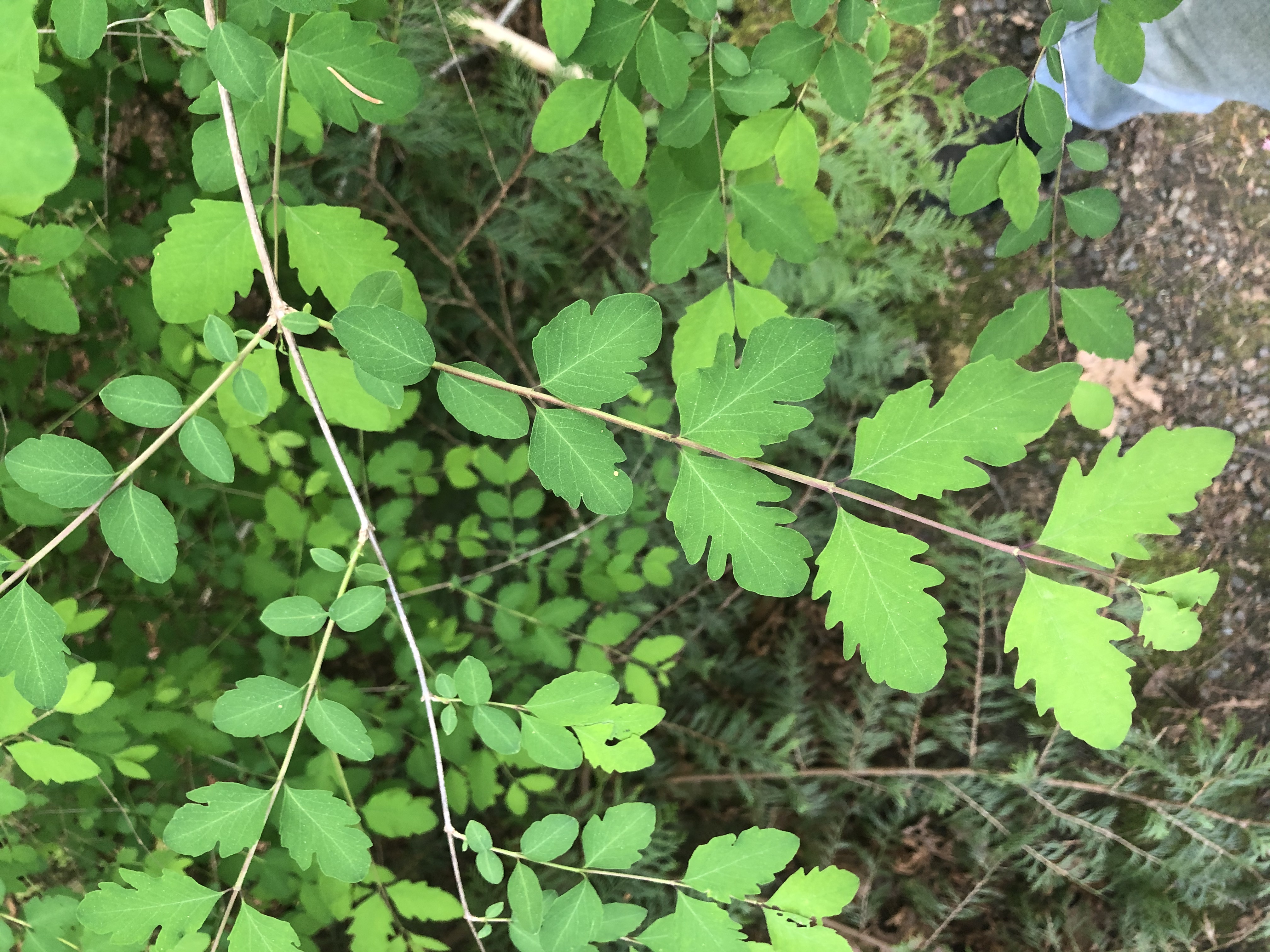 Symphoricarpos albus leaves