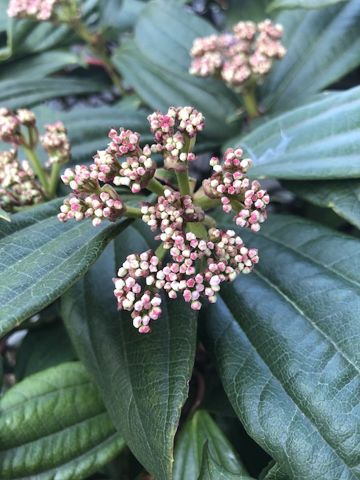 Viburnum davidii inflorescence