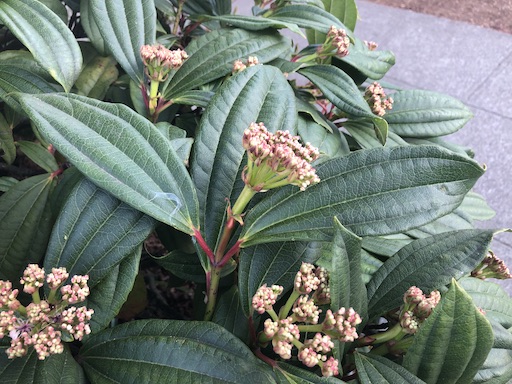 Viburnum davidii leaves