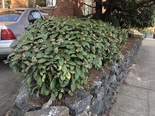 Viburnum davidii